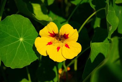 Close-up of yellow flowering plant