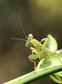 Close-up of grasshopper