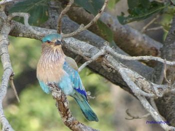 Close-up of bird perching on tree