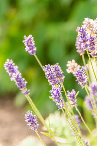 Close-up of purple flowering plants