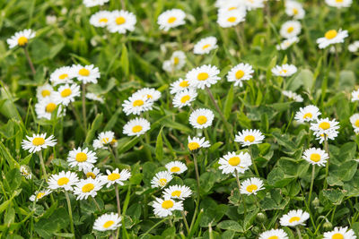 Close-up of fresh white daisy flowers blooming in field