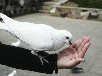 Close-up of hand feeding bird