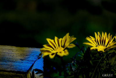 Close-up of yellow flowers against blurred background