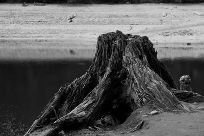 Driftwood on lakeshore