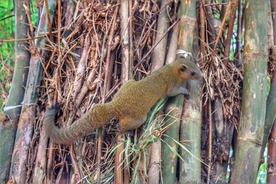 Lizard on tree trunk