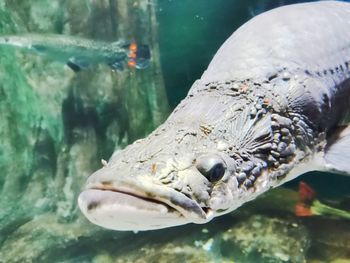 Close-up of fish swimming in sea