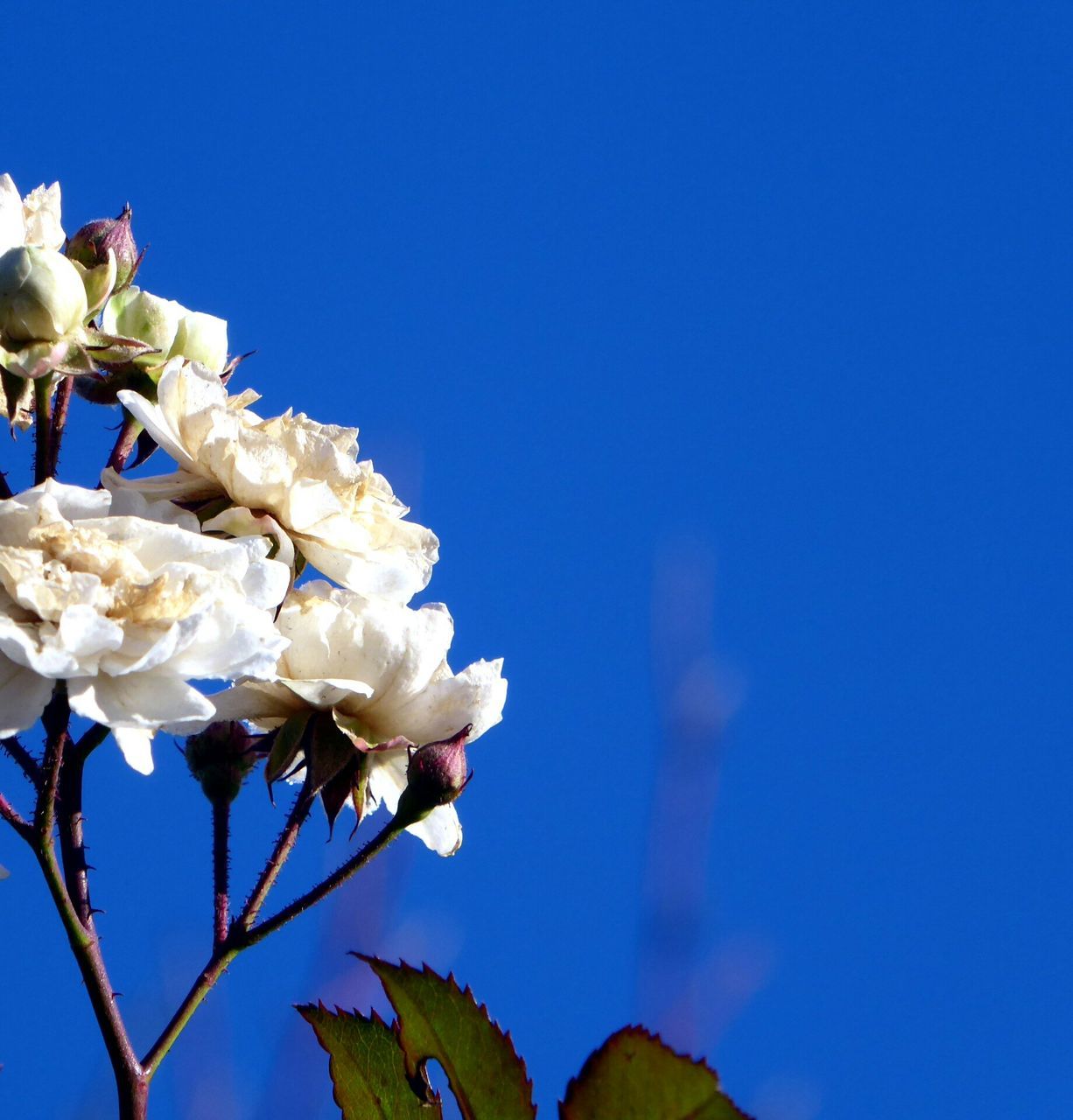 LOW ANGLE VIEW OF WHITE FLOWERS