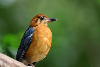 Portrait of an orange headed ground thrush 