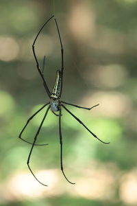 Close-up of spider