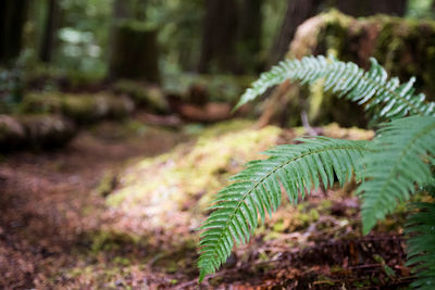 Close-up of fern in forest