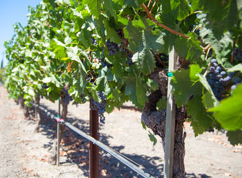Close-up of grapes in vineyard