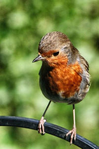 Close-up of bird perching on branch