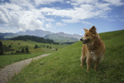 View of a dog on field