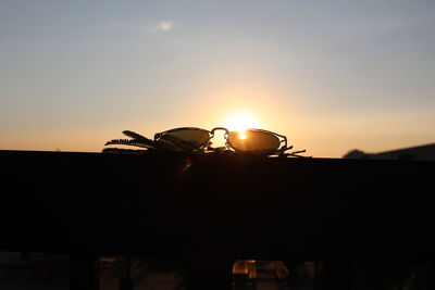 Close-up of silhouette bird against sky during sunset