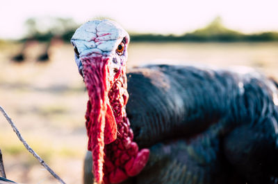 Close-up of a bird