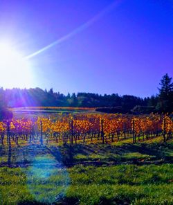 Scenic view of field against bright sun