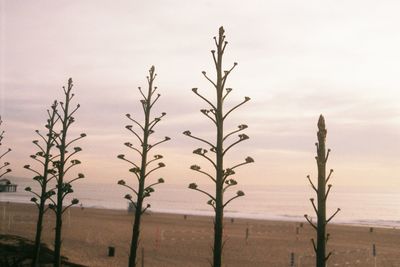 Close-up of silhouette plants on field against sky