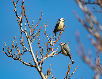 Low angle view of bird perching on branch