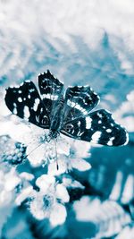 Close-up of butterfly pollinating on flower