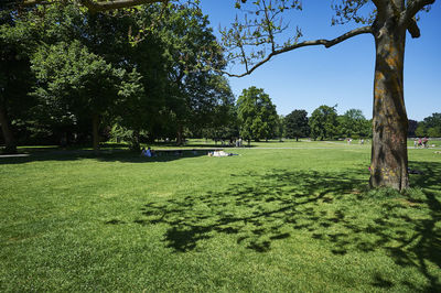 Trees on field against sky