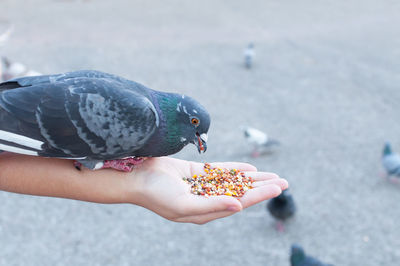Midsection of person eating bird