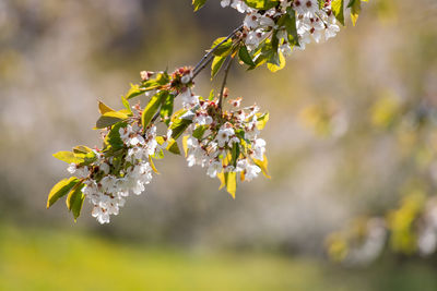 Close-up of yellow flowering plant