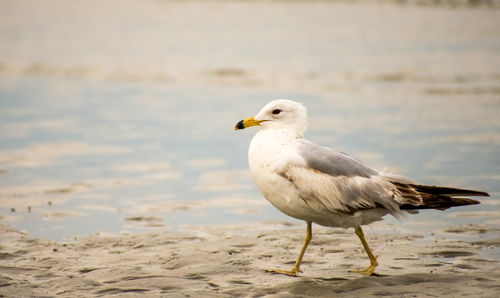 Seagull perching on a beach