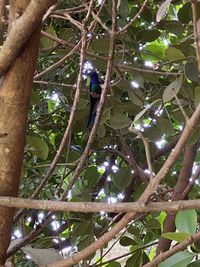 Low angle view of bird perching on tree