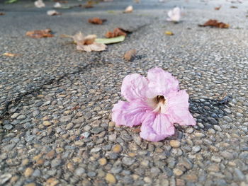 Close-up of pink flower