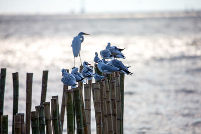 Seagull perching on wooden post