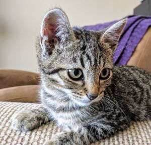 Close-up portrait of a cat