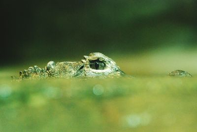 Surface level view of alligator in water