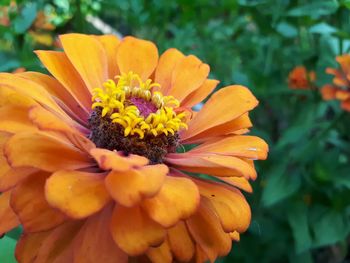 Close-up of orange flower blooming outdoors