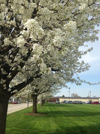 Trees growing in park