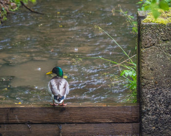 Bird perching on wood in lake