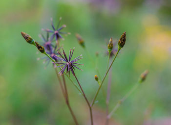 Close-up of flower against blurred background