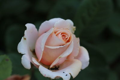 Close-up of white rose