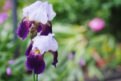 Close-up of purple flowering plant