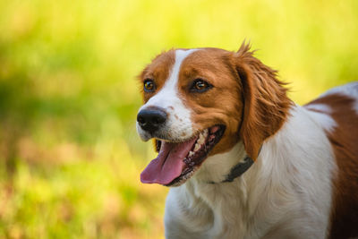 Close-up of dog looking away