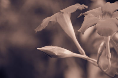 Close-up of white flowering plant