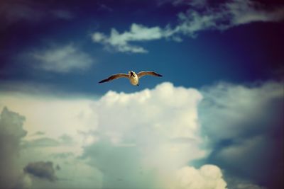 Low angle view of birds flying in sky