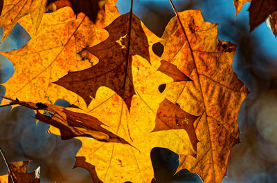 Close-up of yellow maple leaves during autumn