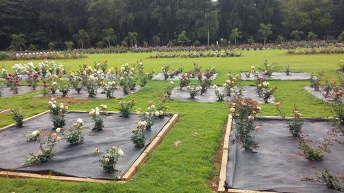 High angle view of formal garden