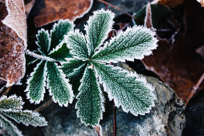 Close-up of frozen plants during winter