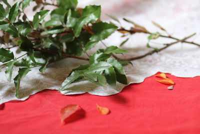 Close-up of fresh green leaves on table