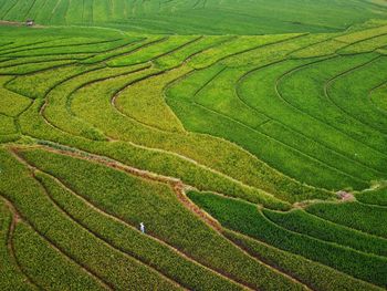 Aerial panorama of agrarian rice fields landscape like a terraced rice fields ubud bali indonesia