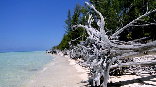 View of washed up wood on the beach