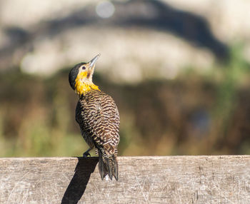 Close-up of bird perching on wood