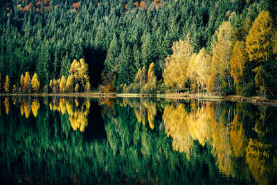 Scenic view of lake in forest during autumn