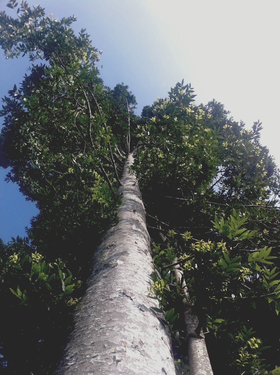 tree, the way forward, growth, diminishing perspective, green color, tranquility, nature, vanishing point, tranquil scene, sky, low angle view, beauty in nature, branch, forest, clear sky, sunlight, day, outdoors, no people, scenics